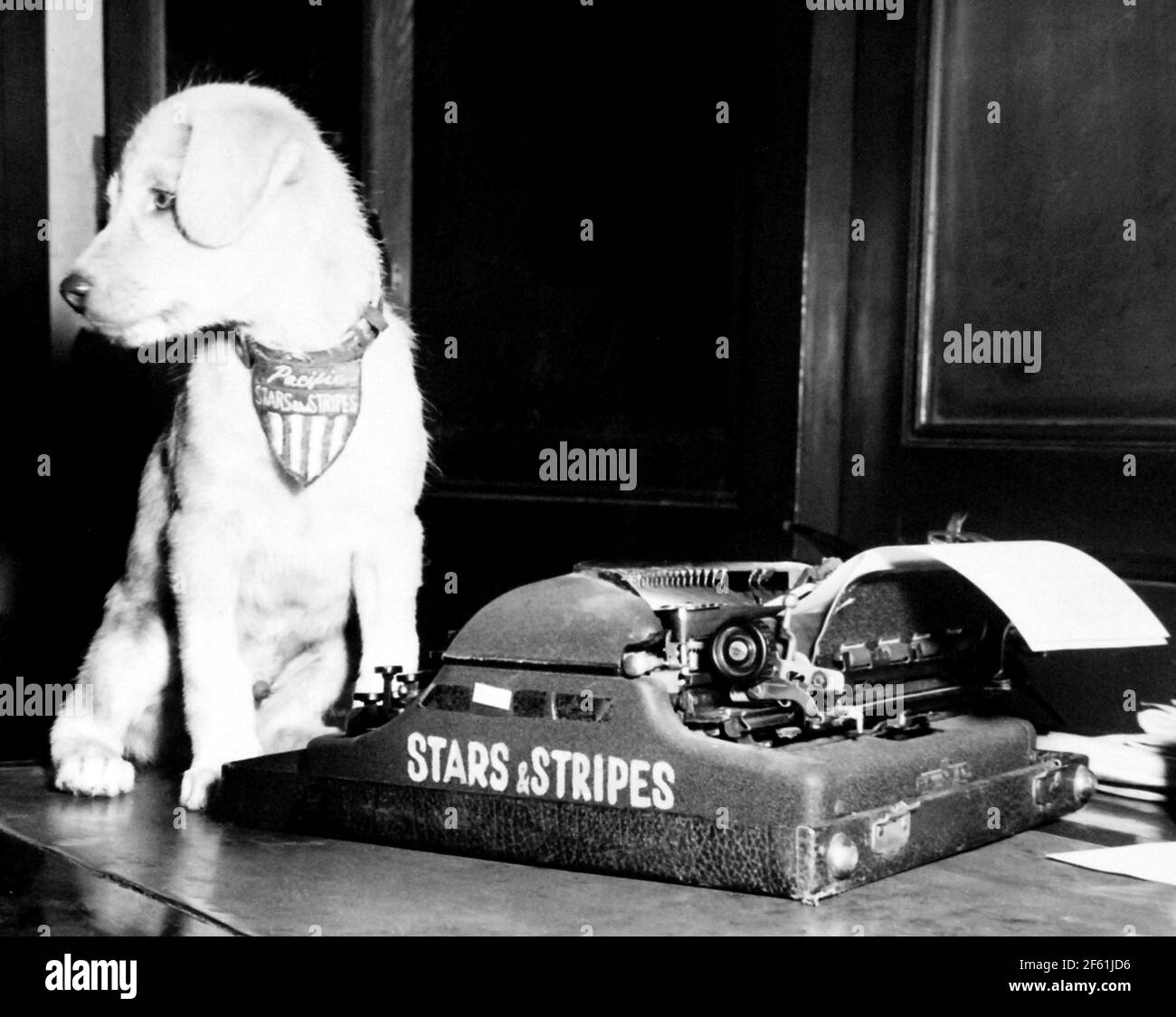 Scoop, Stars and Stripes Maskottchen Stockfoto