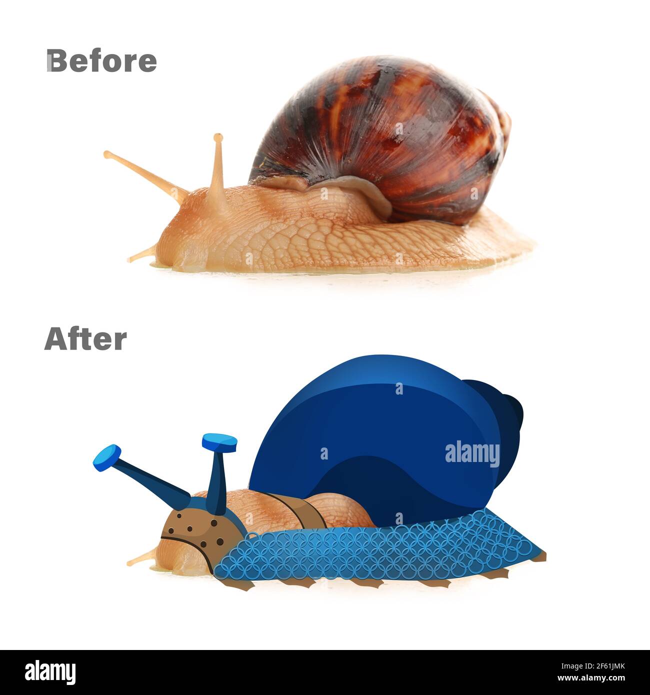 Riesenschnecke Achatina vor und nach der Transformation auf weißem Hintergrund Stockfoto