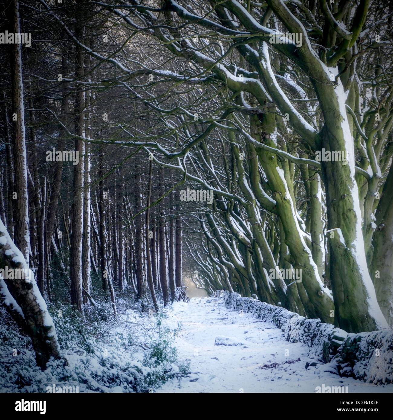 Eine Allee von Buchen im Schnee Stockfoto