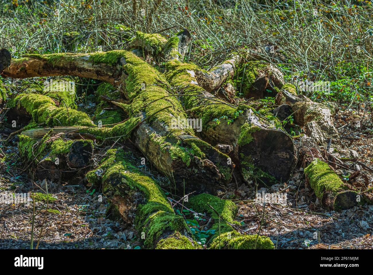 Umgestürzte Bäume mit Moos bedeckt. Stockfoto