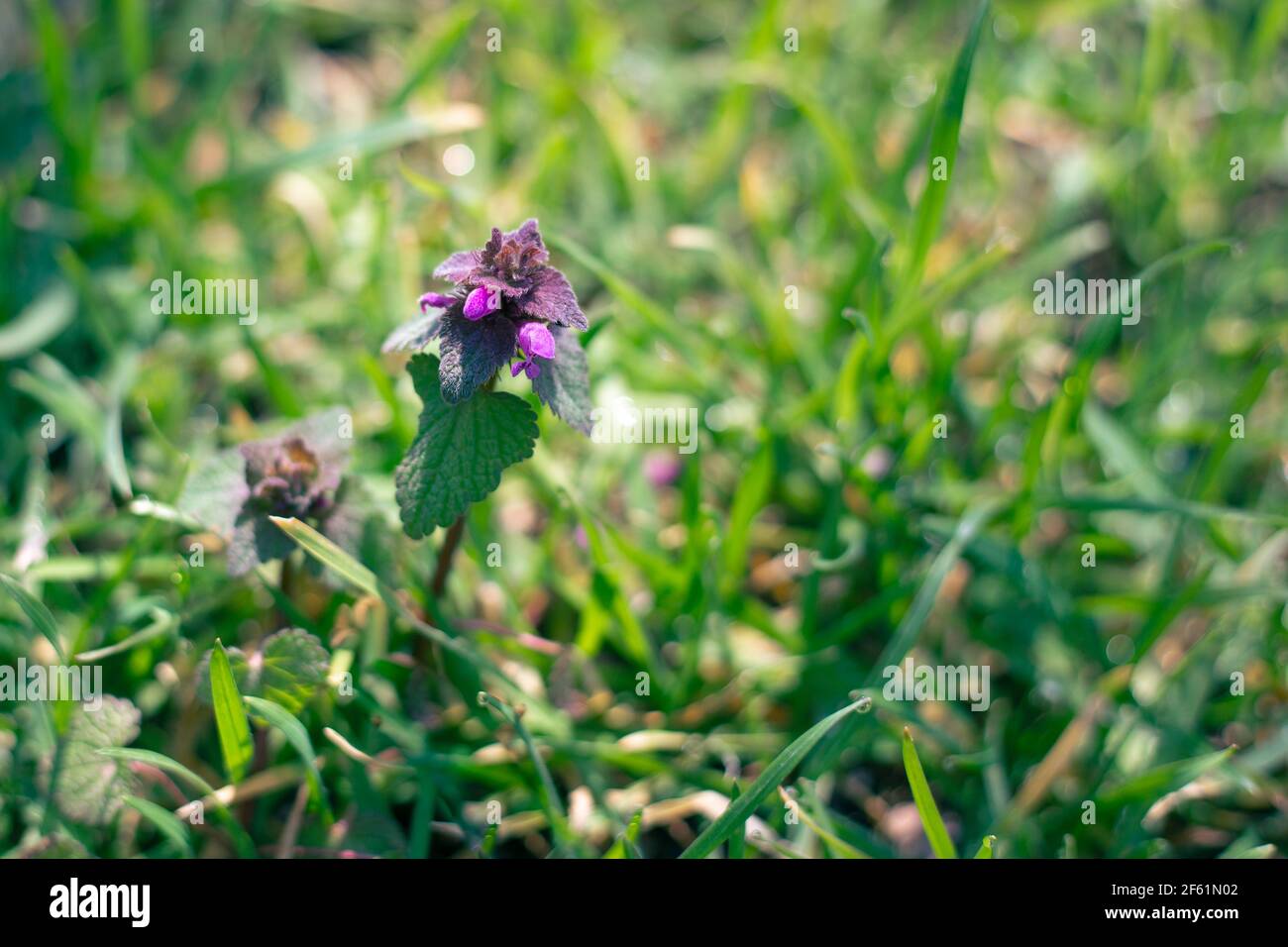 Blüten von lila Brennnessel auf einem Hintergrund von grünem Gras an einem sonnigen Tag im Frühjahr. Wildpflanzen. Stockfoto