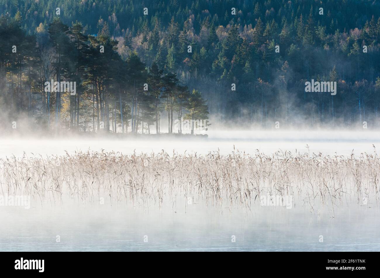 Schilf auf einem nebligen See Stockfoto