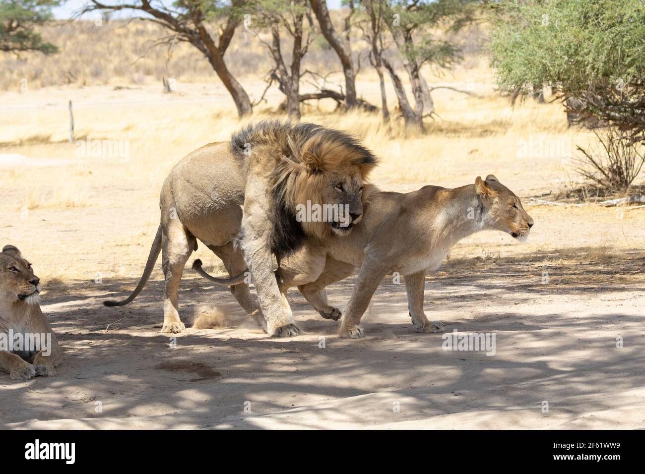 Kalahari Lion (Panthera Leo), Kgalagadi Transfrontier Park, Kalahari, Nordkap, Südafrika. Widerstrebende Löwin, die einem amourösen männlichen Löwen entkommt. Stockfoto