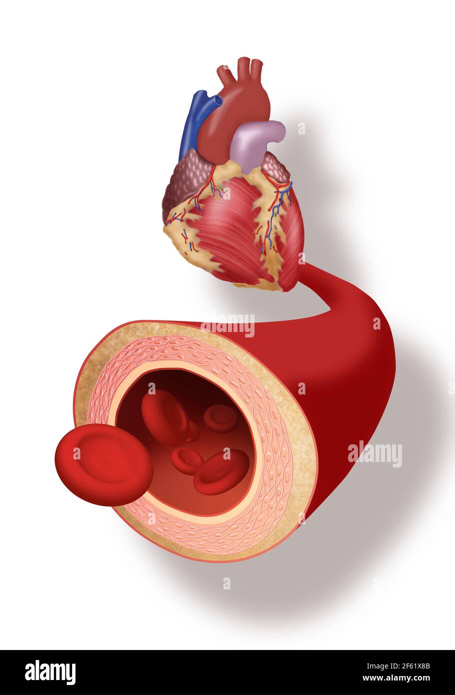Herz und Arterie Stockfoto
