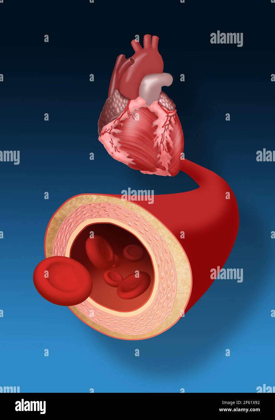 Herz und Arterie Stockfoto
