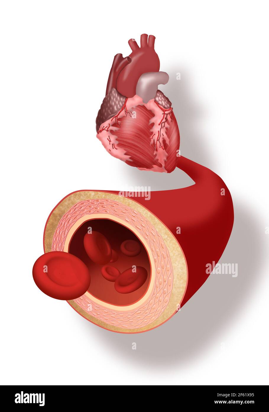 Herz und Arterie Stockfoto