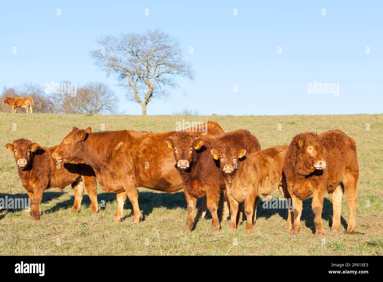 Herde von jungen Limousin Rind einjährigen Stierkälber und Rinder Stehen in einer Reihe mit einer Kuh bei Sonnenuntergang in Eine trockene Winterweide, die neugierig auf die Ca Stockfoto
