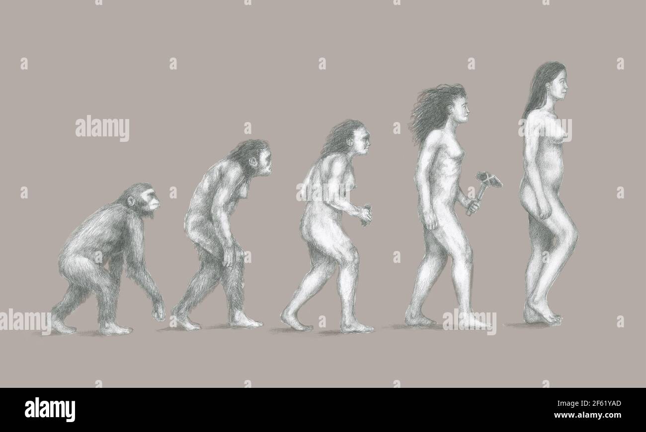 Evolution des Menschen Stockfoto