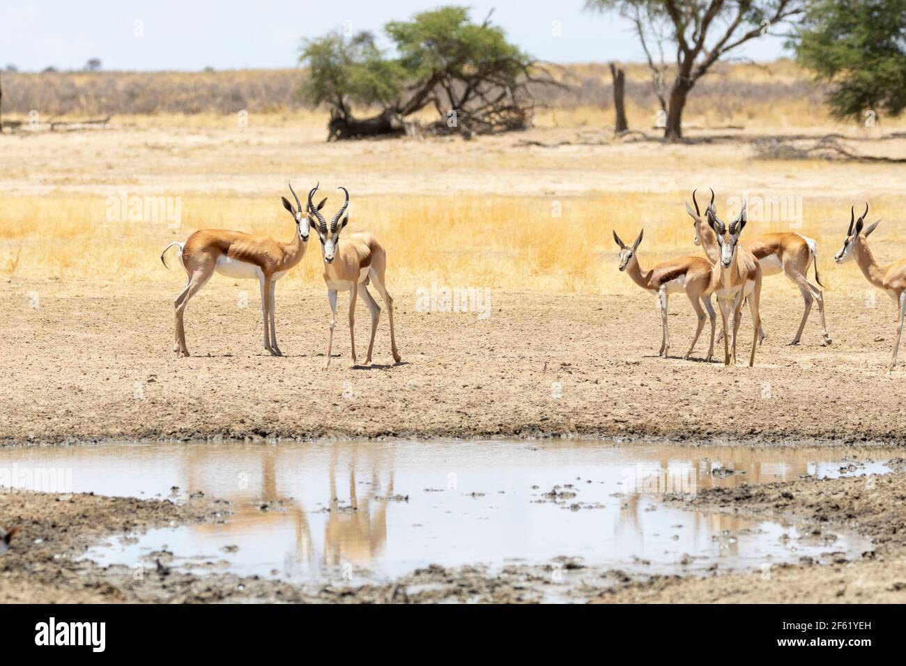 Springbok oder Springbuck (Antidorcas marsupialis) Kgalagadi Transfrontier Park, Kalahari, Nordkap, Südafrika Stockfoto