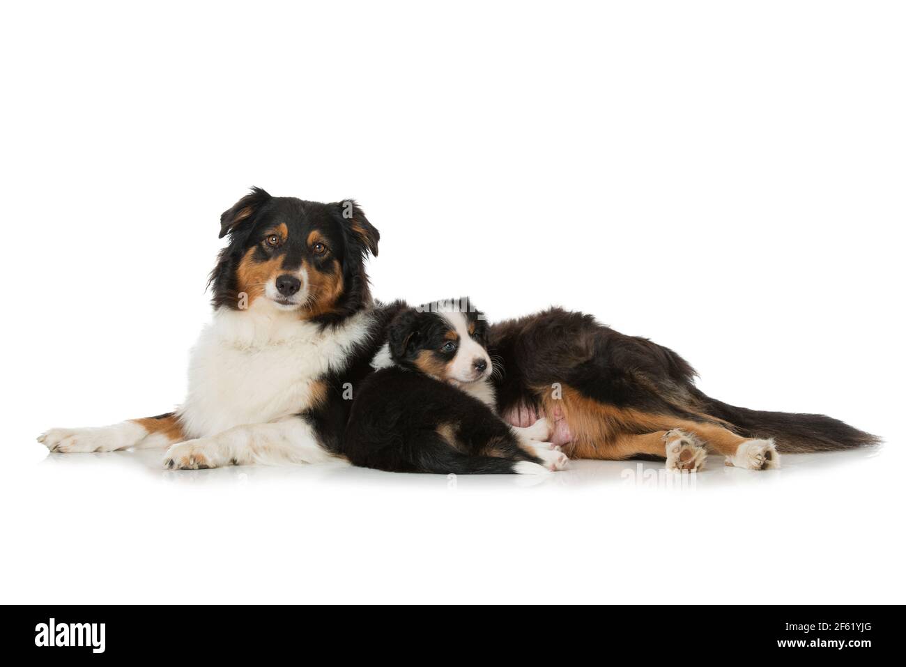 Australischer Schäferhund mit Welpen Stockfoto