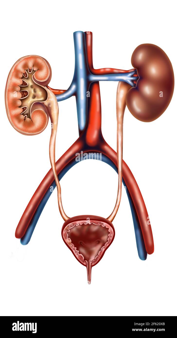 Der Harnwege Stockfoto