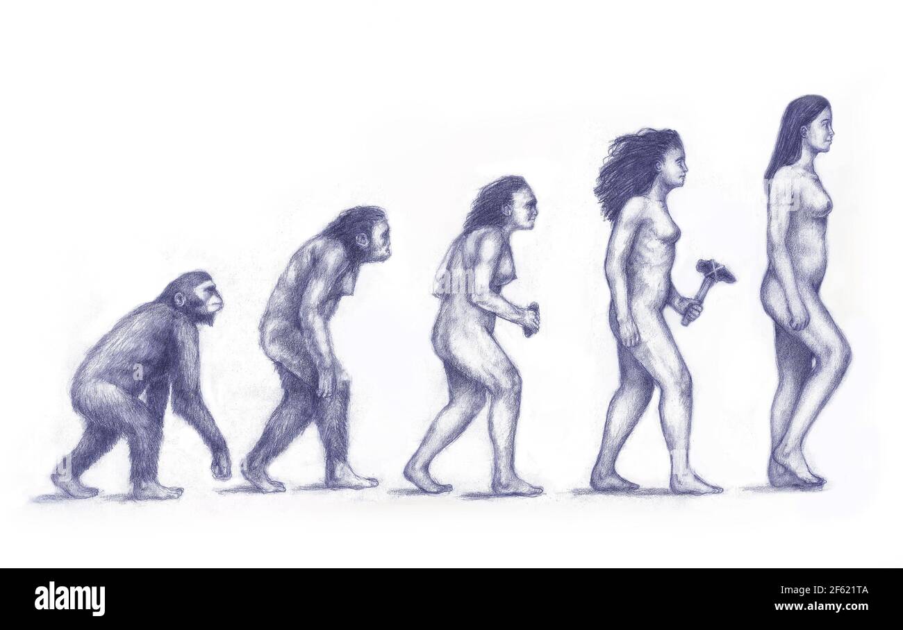 Evolution des Menschen Stockfoto