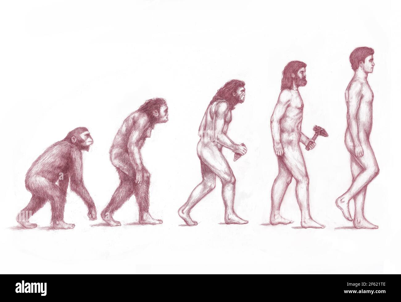 Evolution des Menschen Stockfoto