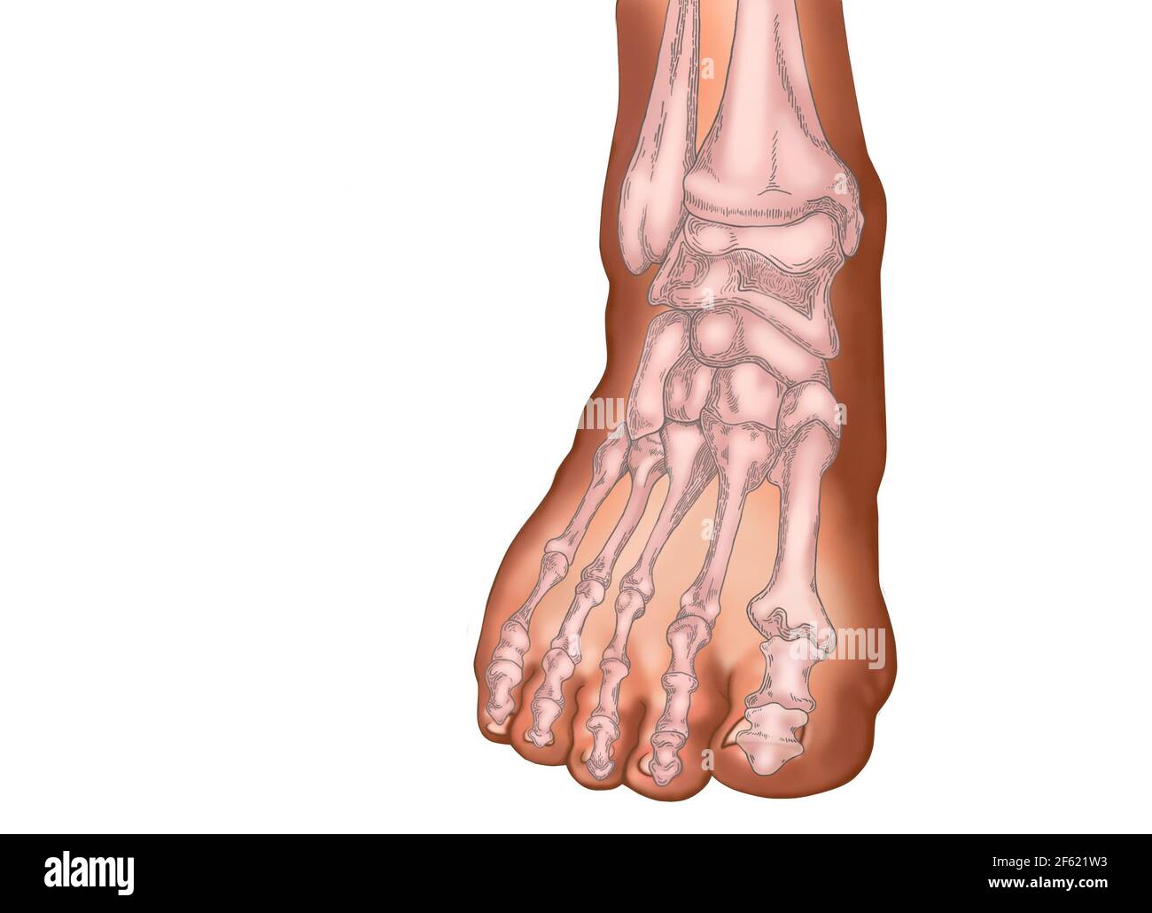 Skelett des Fußes Stockfoto