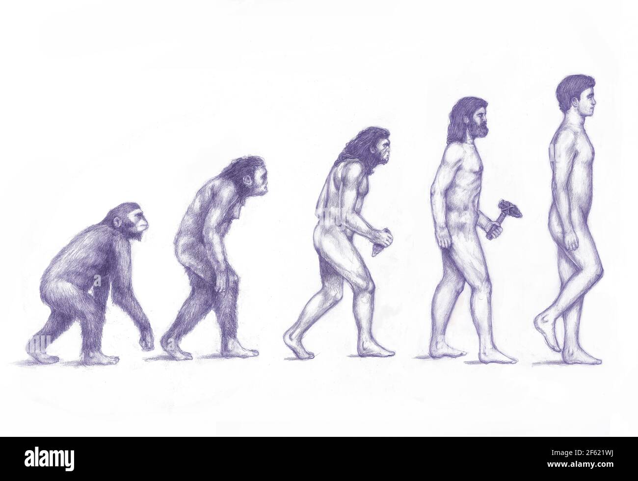 Evolution des Menschen Stockfoto