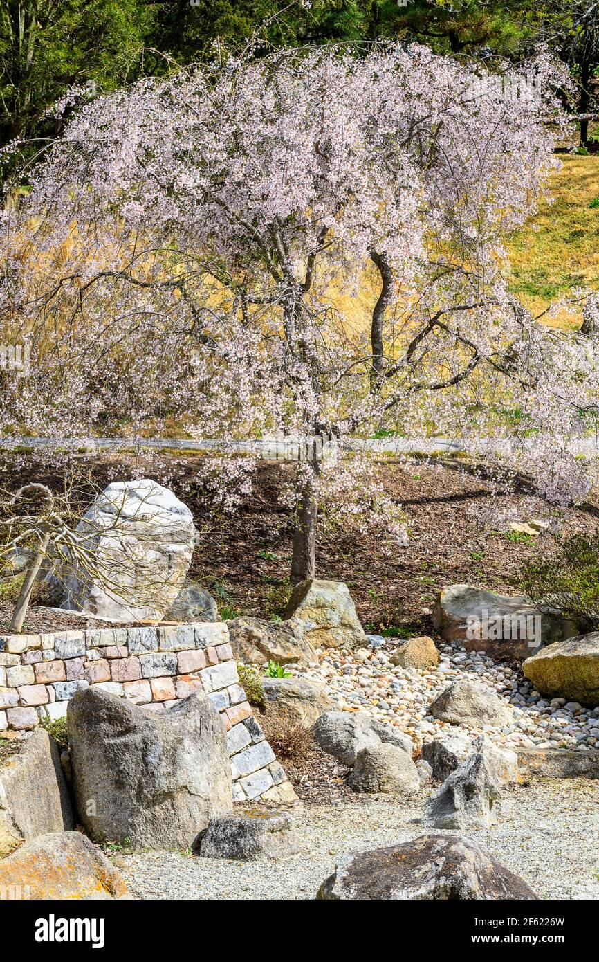 Cheekwood Botanical Gardens, Nashville, N Stockfoto