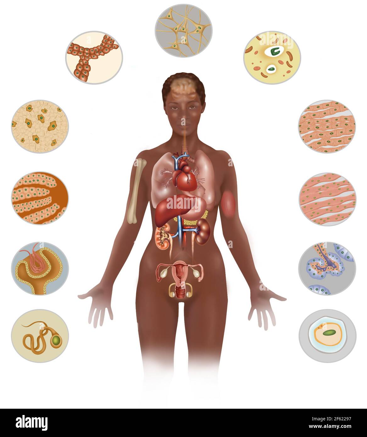 Zellen des Körpers Stockfoto