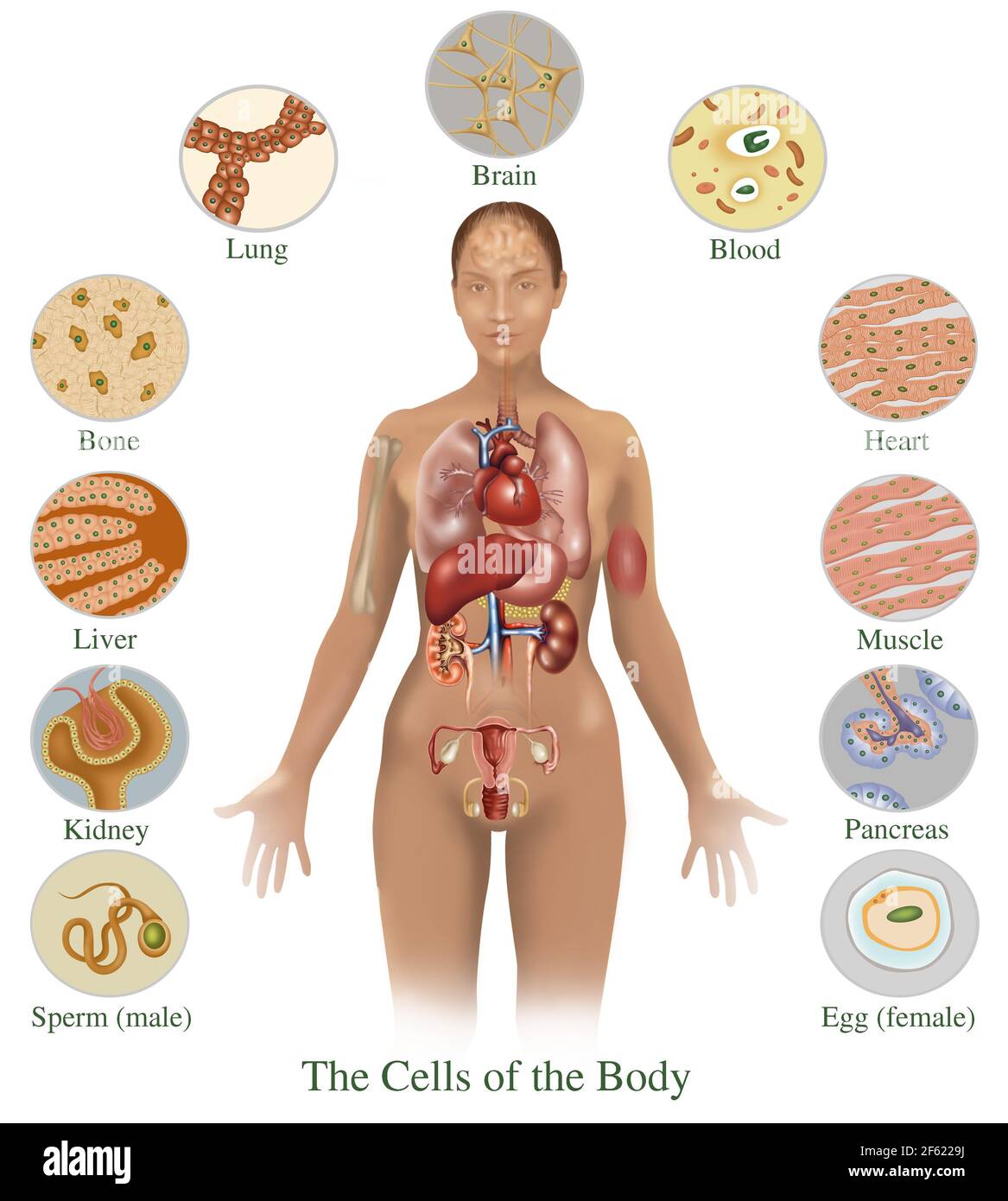 Zellen des Körpers Stockfoto