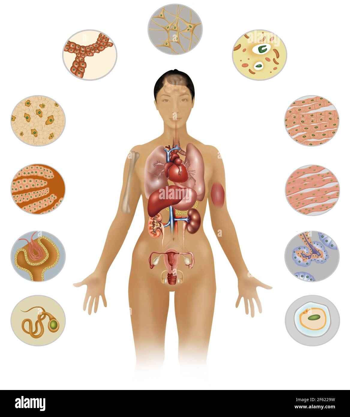 Zellen des Körpers Stockfoto