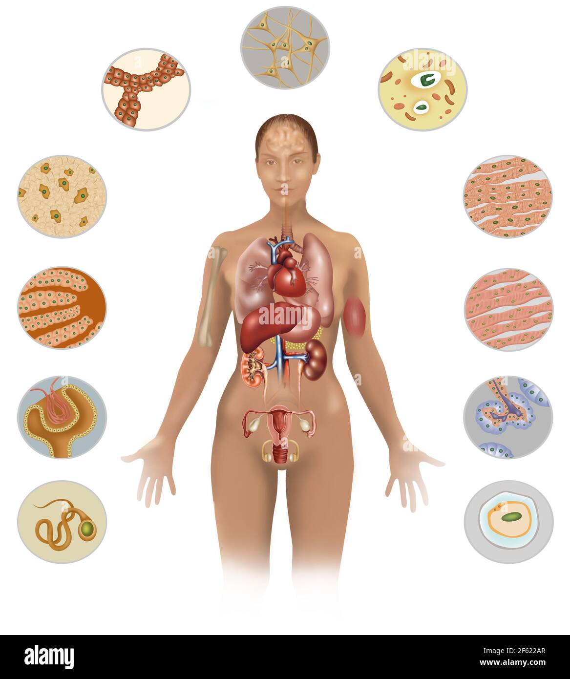 Zellen des Körpers Stockfoto