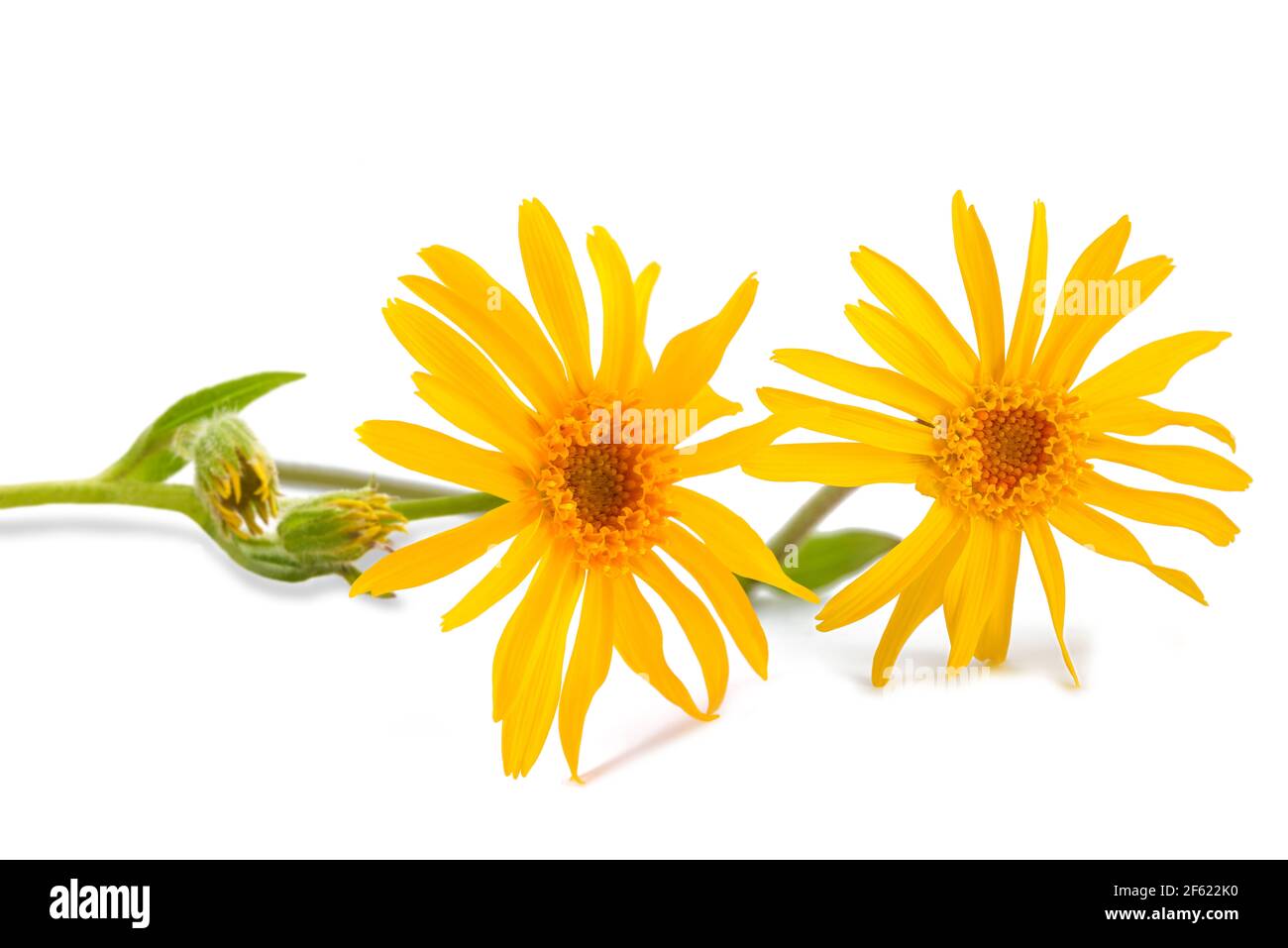 Arnika Blumen auf weißem Hintergrund Stockfoto