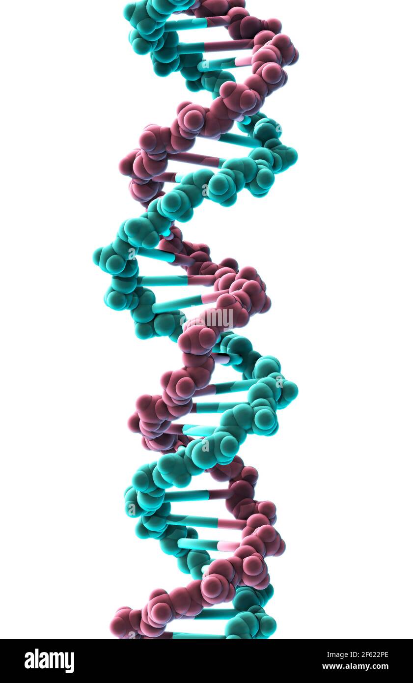 DNA, Molekulares Modell Stockfoto