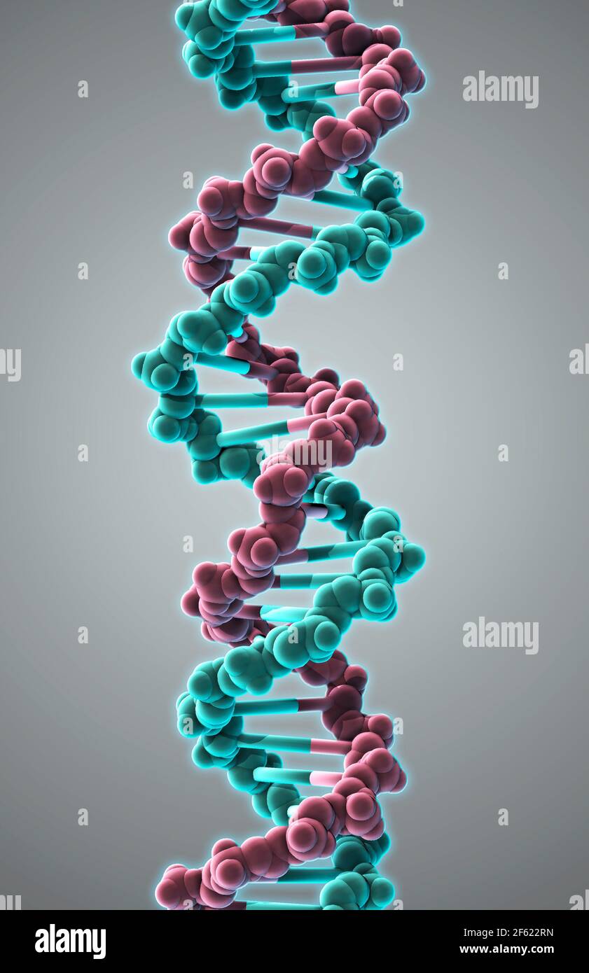 DNA, Molekulares Modell Stockfoto
