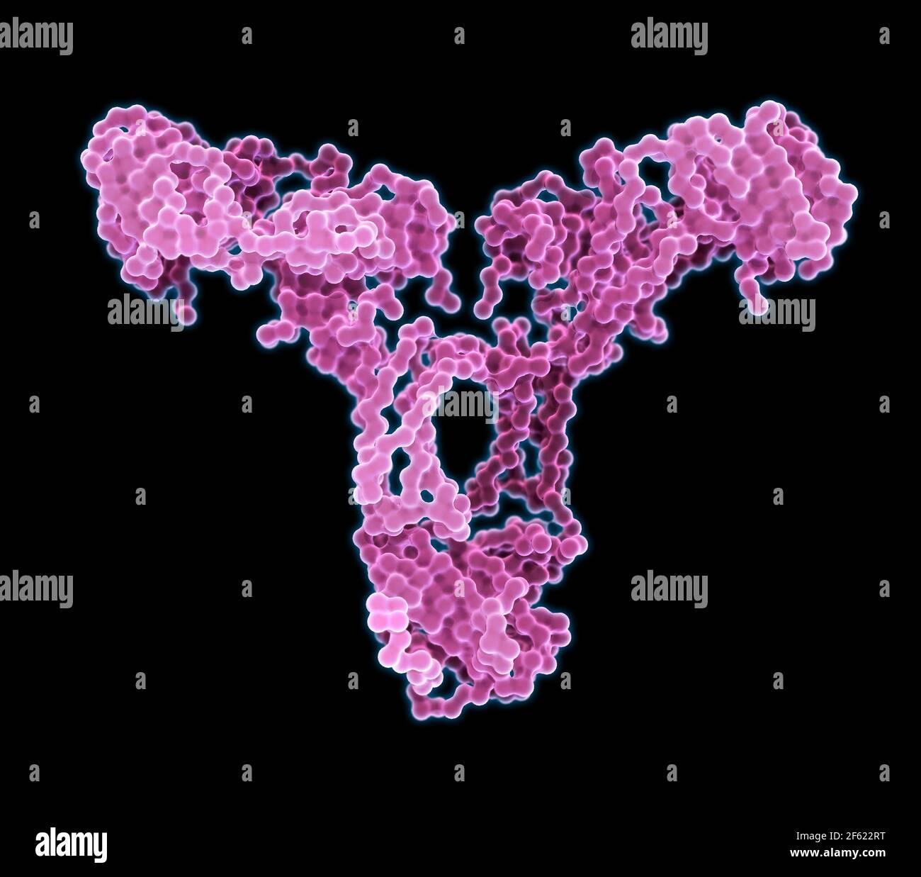 Immunglobulin A, Antikörper Stockfoto