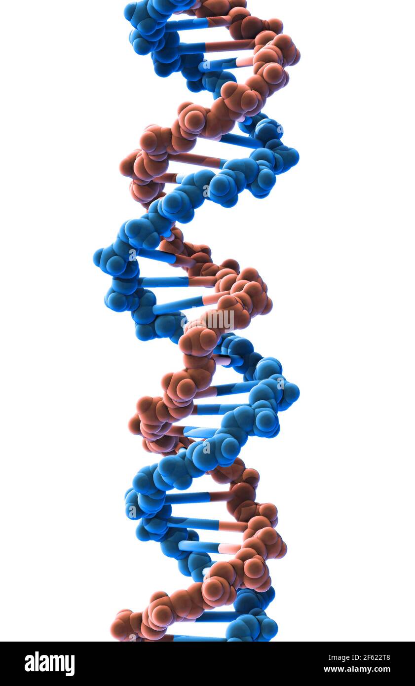 DNA, Molekulares Modell Stockfoto