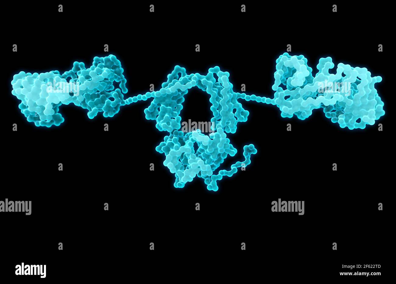 Immunglobulin A, Antikörper Stockfoto