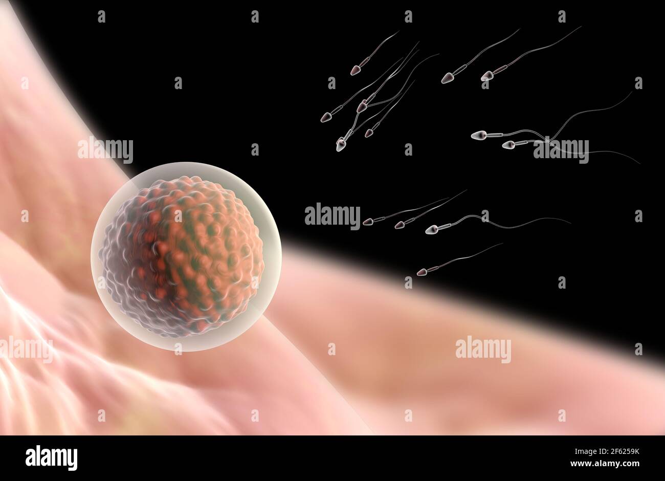 Ei- und Samenzelle Stockfoto