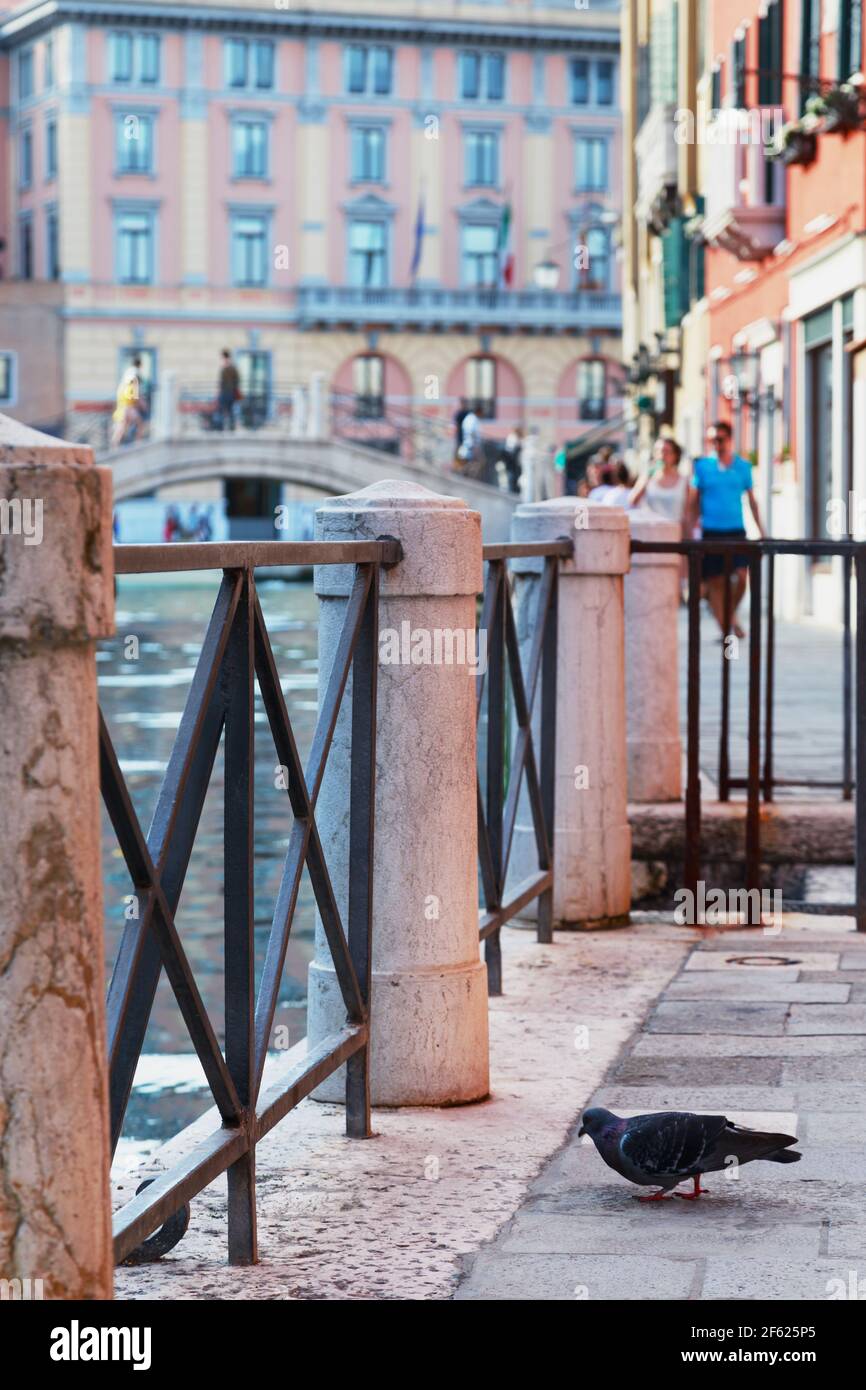 Italien. Das Stadtbild und die Architektur Venedigs. Niedliche Taube im Vordergrund Stockfoto