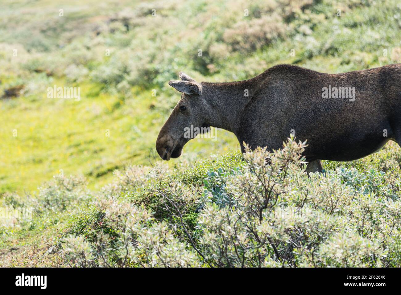 Elchweibchen in schwedischer Landschaft Stockfoto
