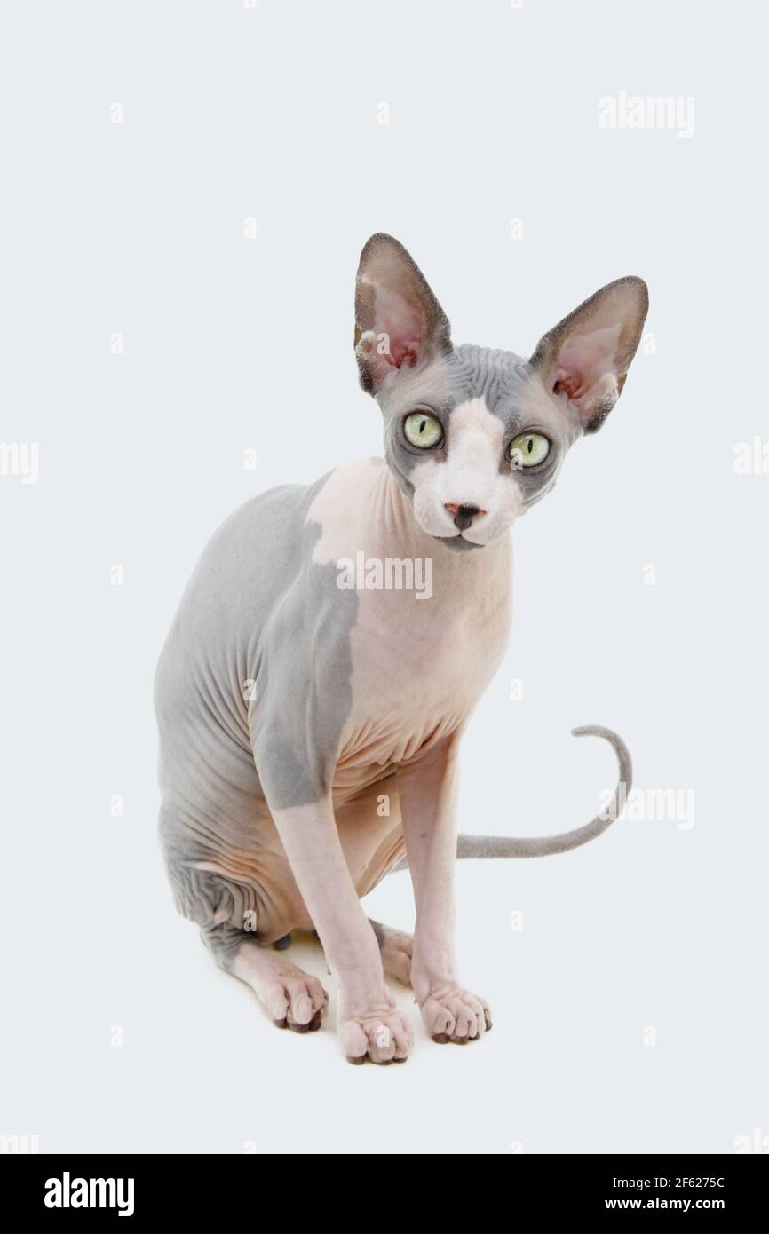 Portrait haarlose sphynx Katze sitzend. Isoliert auf weißem Hintergrund. Stockfoto