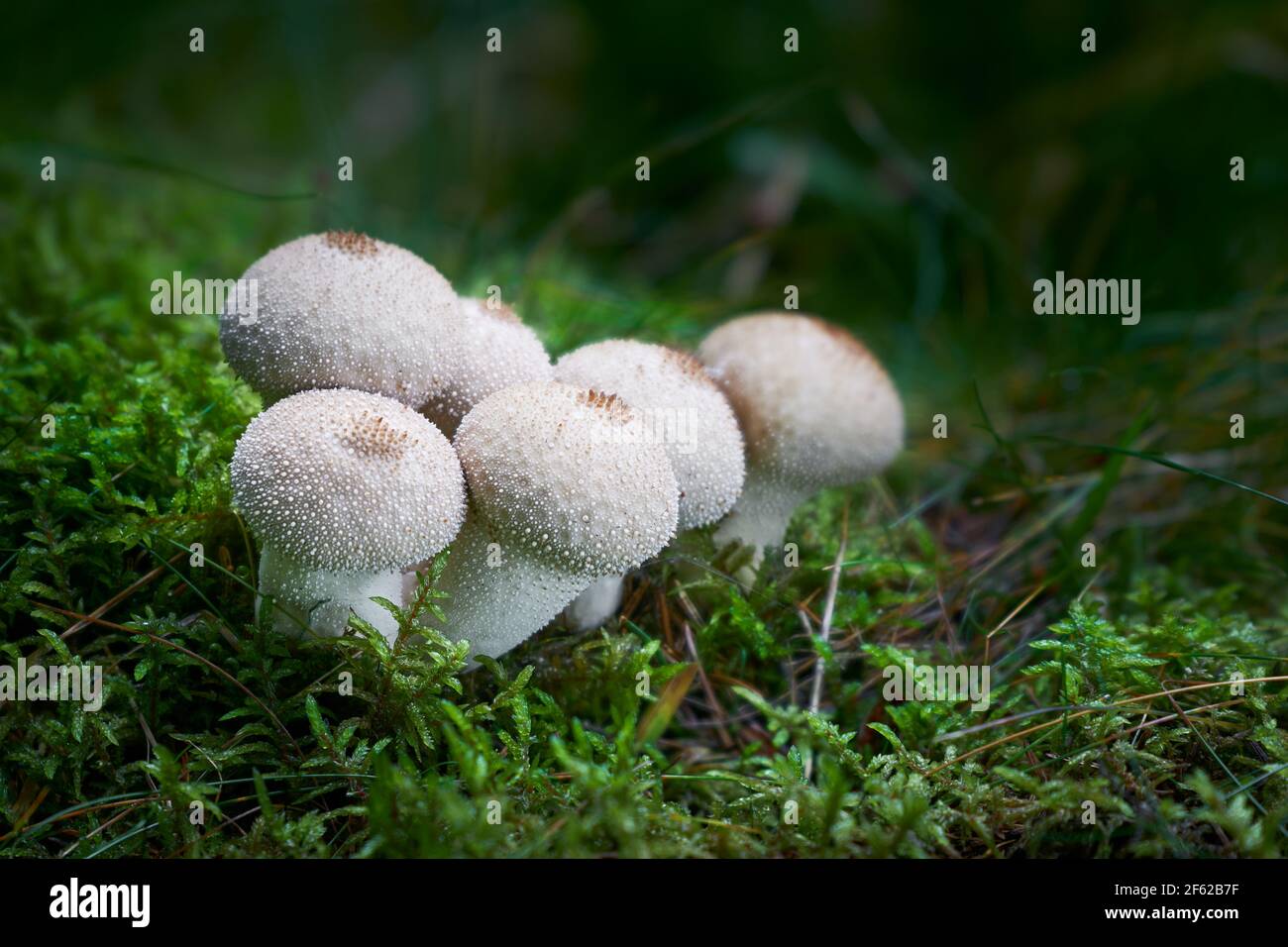 Essbare Pilze mit ausgezeichnetem Geschmack. Bio-Lebensmittel. Nicht kultivierte Pilze. Stockfoto