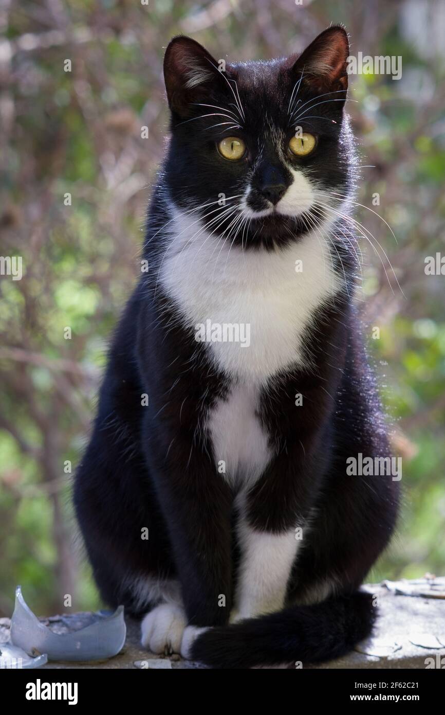 Wildes schwarz-weiß-ehrliches junges Smoking Katzenportrait auf meinem Balkon. Stockfoto