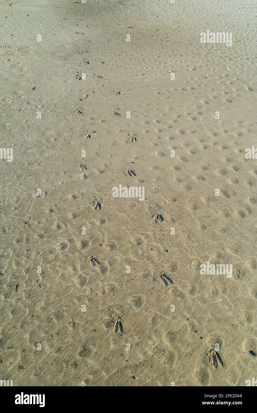 Frische Wildschweine Hufspuren im Sandstrand entlang Das Meer in der Nähe Stockfoto
