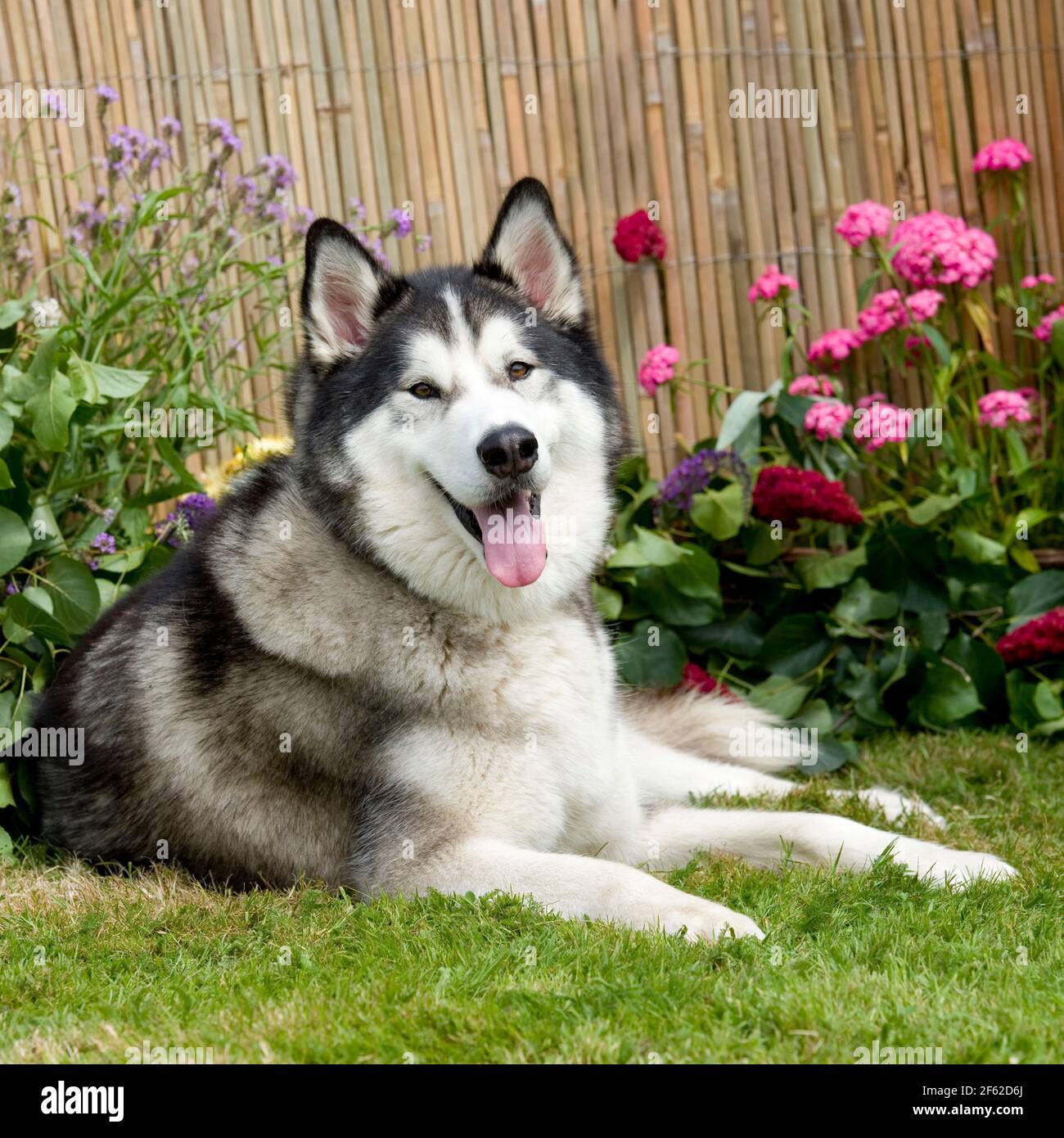 Alaskan Malamute Hund Stockfoto