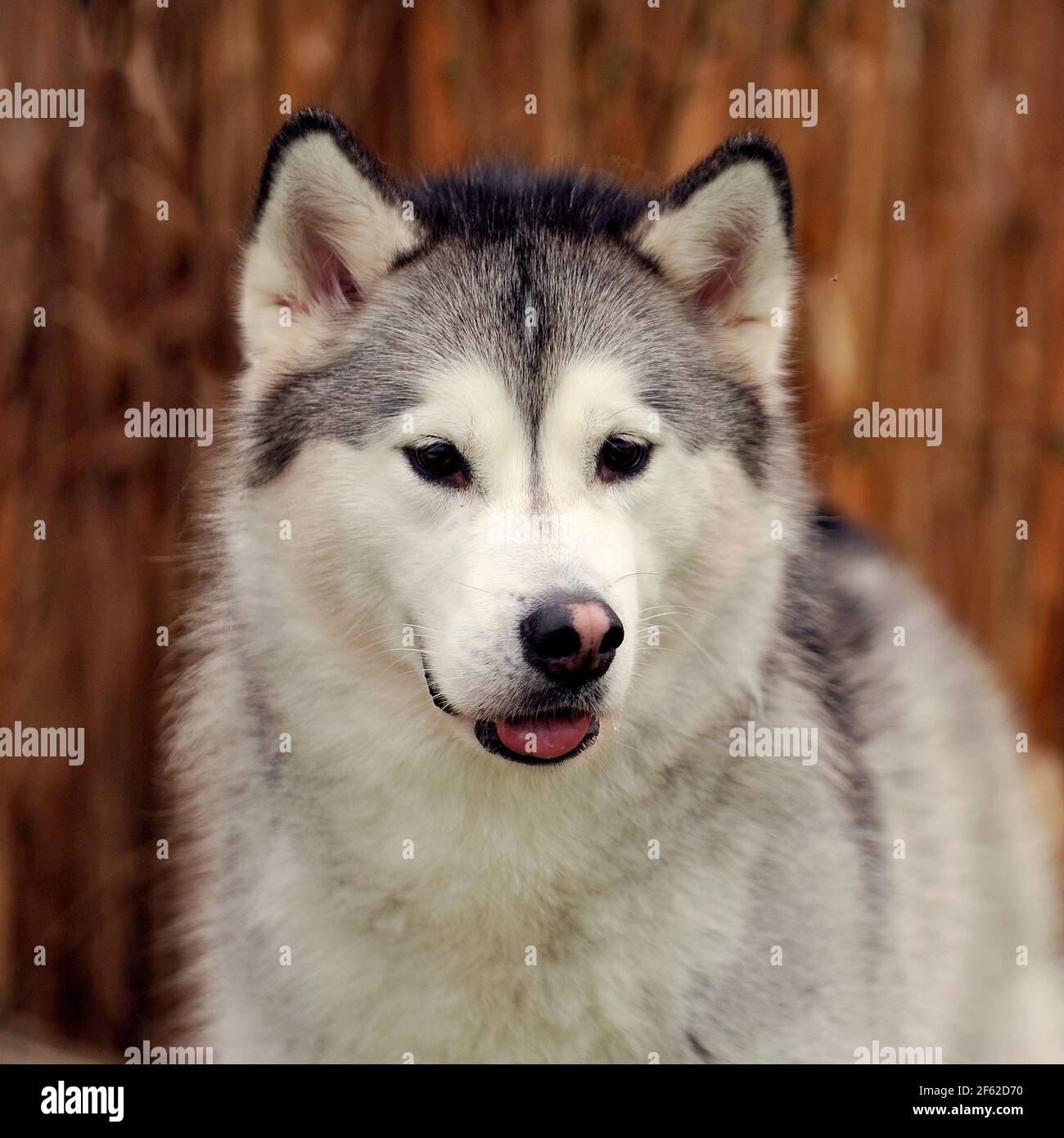 Alaskan Malamute Hund Stockfoto