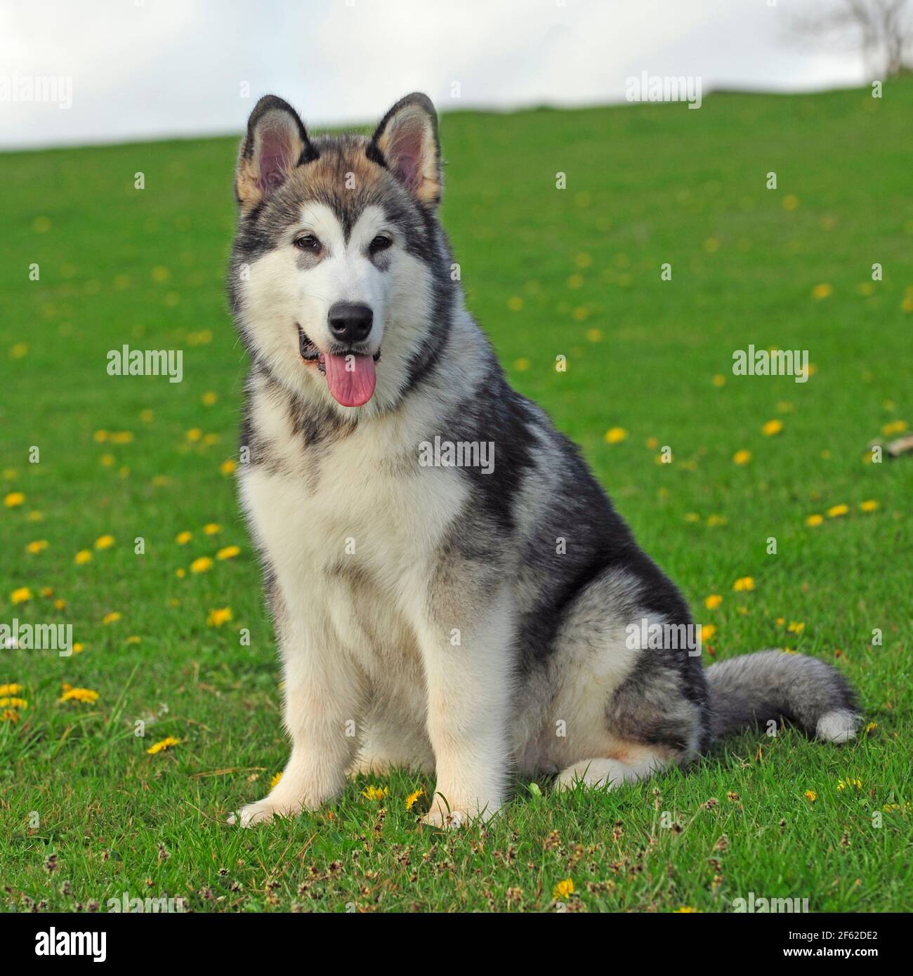 Alaskan Malamute Hund Stockfoto