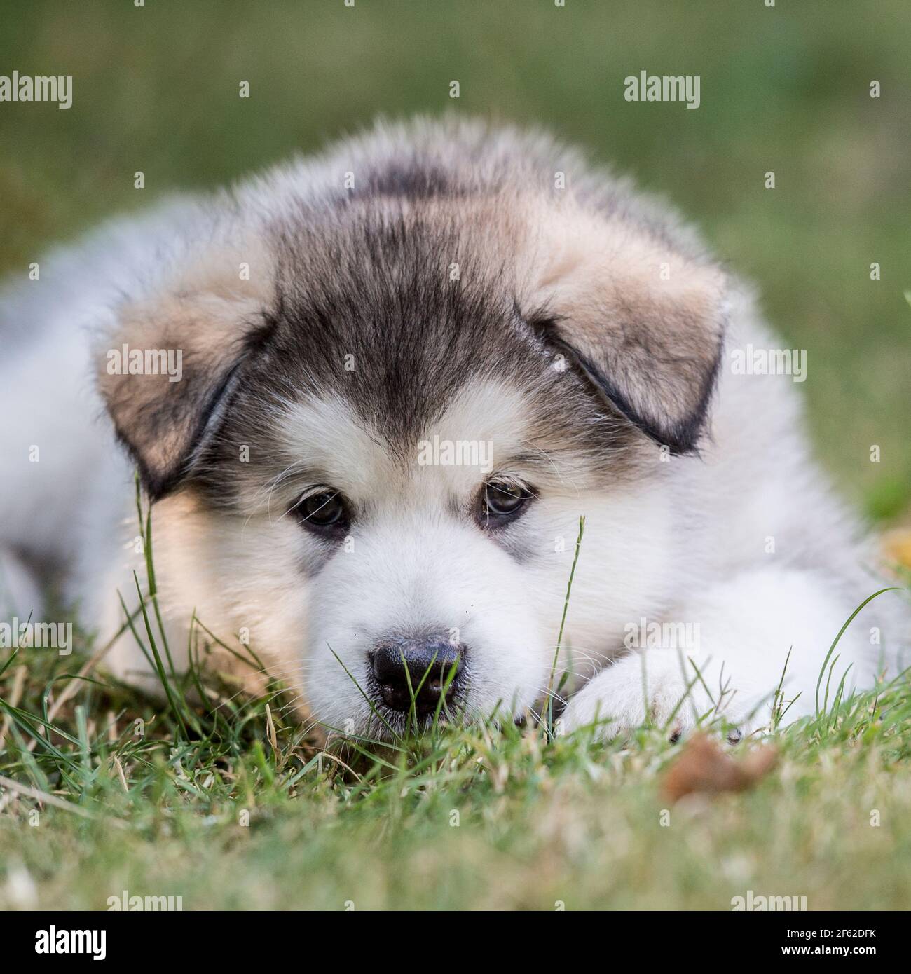 Alaskan Malamute Welpen Stockfoto