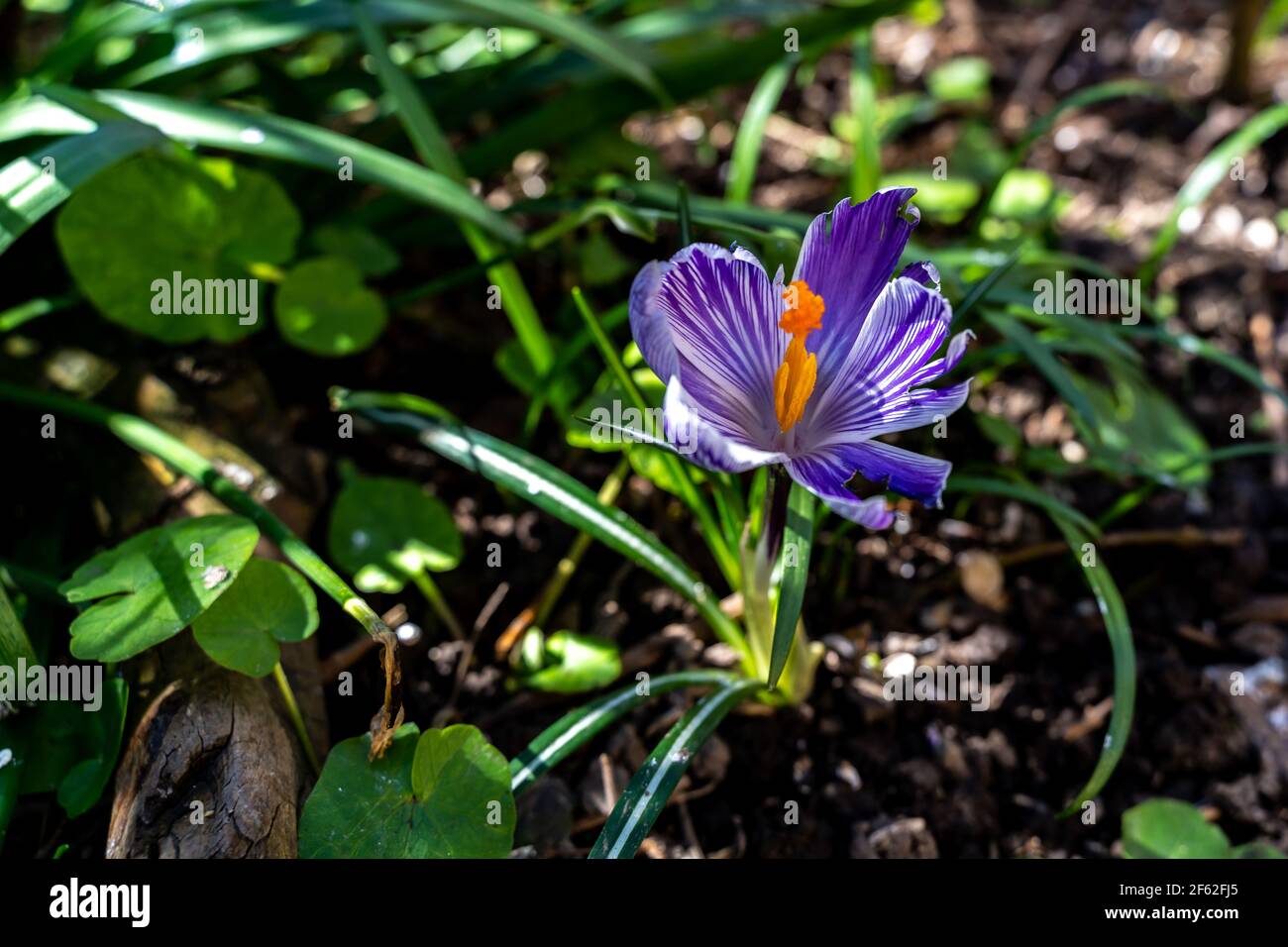 Leuchtendes rosa lila weiss gestreift uni Krokus Single unter den Büschen im Garten. crocus Vernus mit orangefarbenem Stempel. Mit glühendem Stempel gestreift Stockfoto