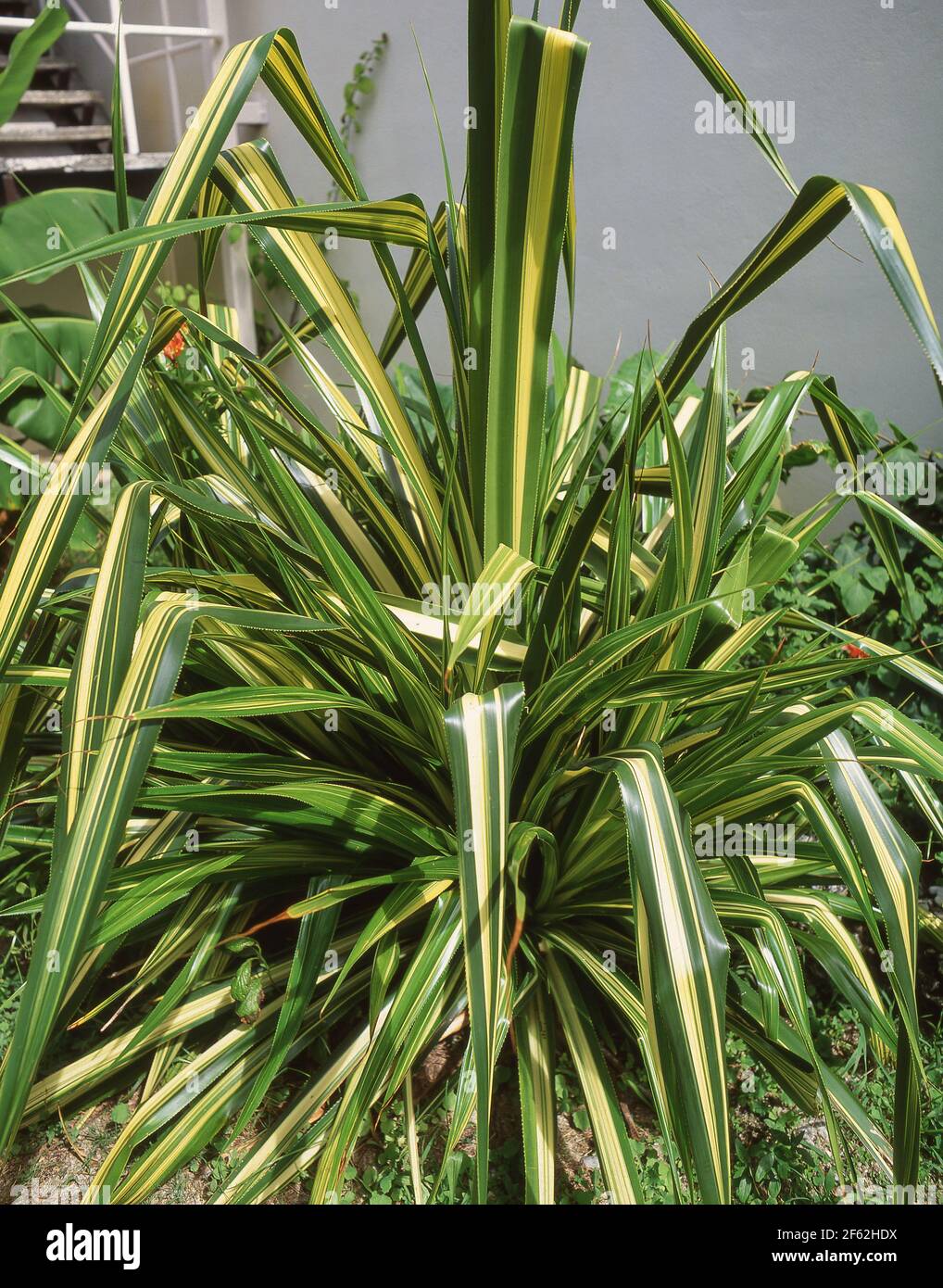 Neuseeländische Flachspflanze (Formium), Christchurch, Canterbury Region, Neuseeland Stockfoto