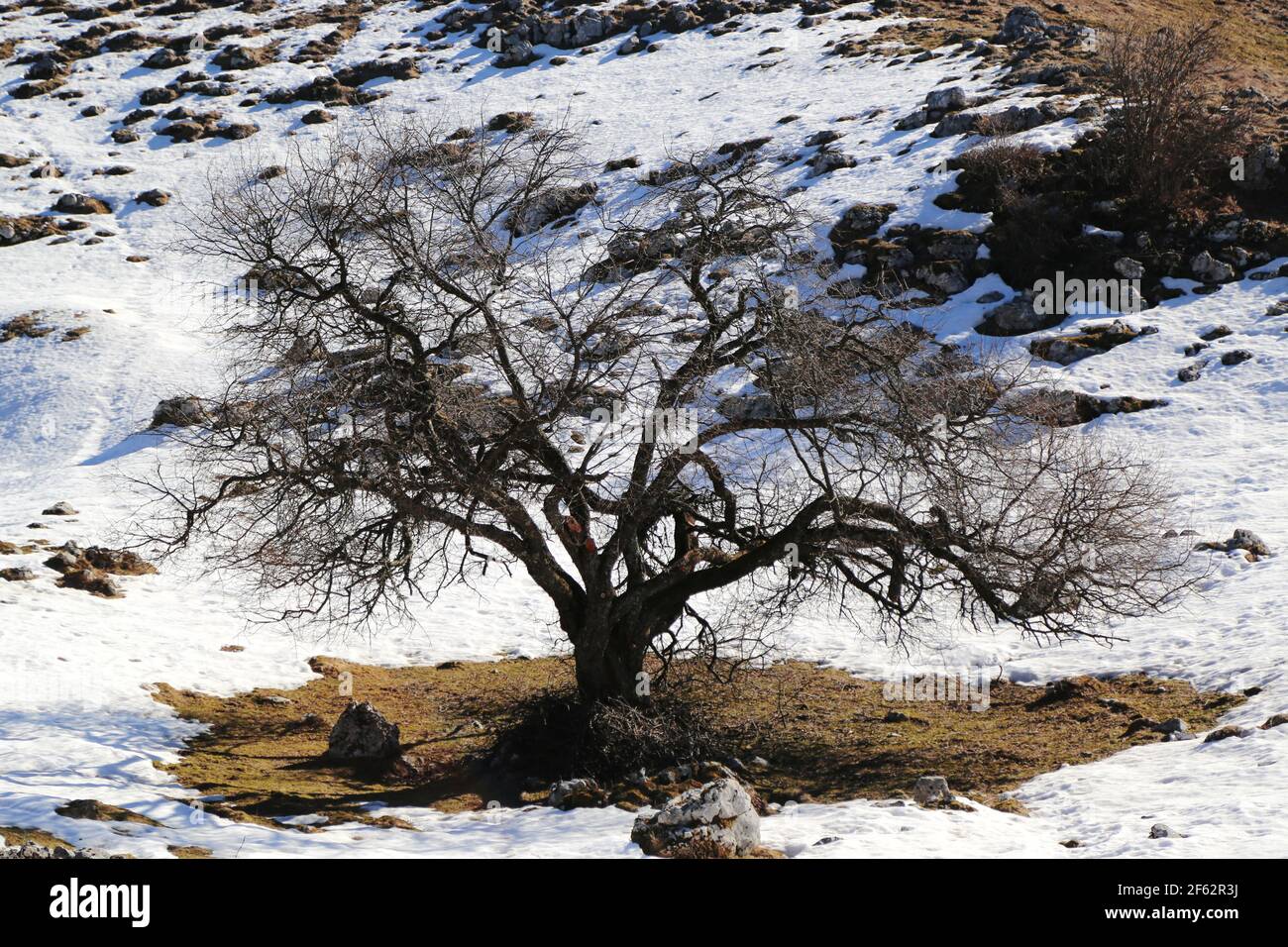 Einsamer Baum auf den Cansiglio Bergen, Italien Stockfoto