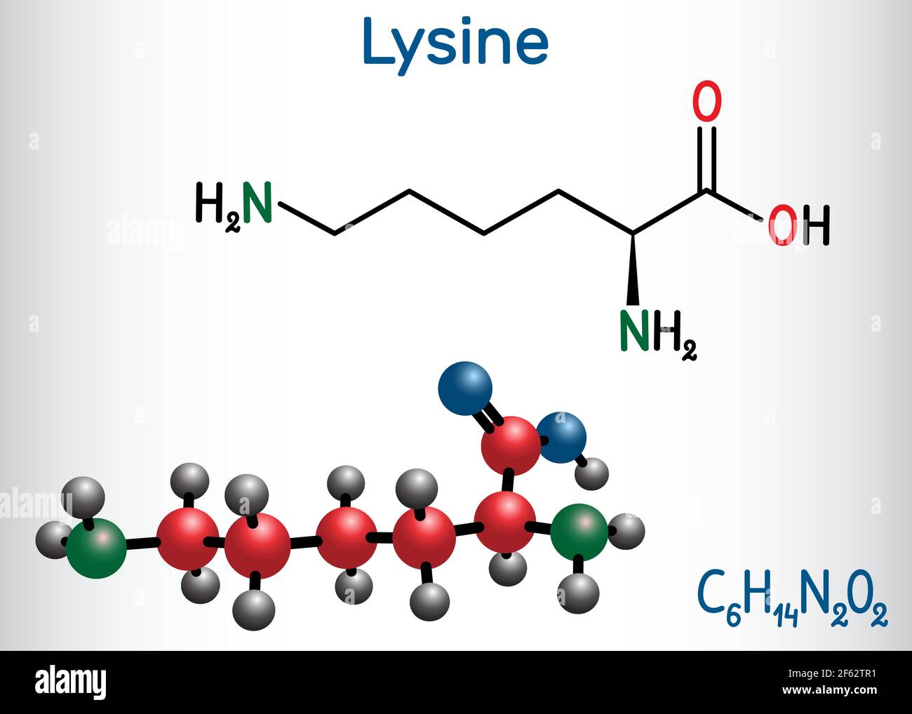 Lysin (L- Lysin , Lys, K) Aminosäuremolekül. Es wird in der Biosynthese von Proteinen verwendet. Strukturelle chemische Formel und Molekülmodell. Vektor-il Stock Vektor