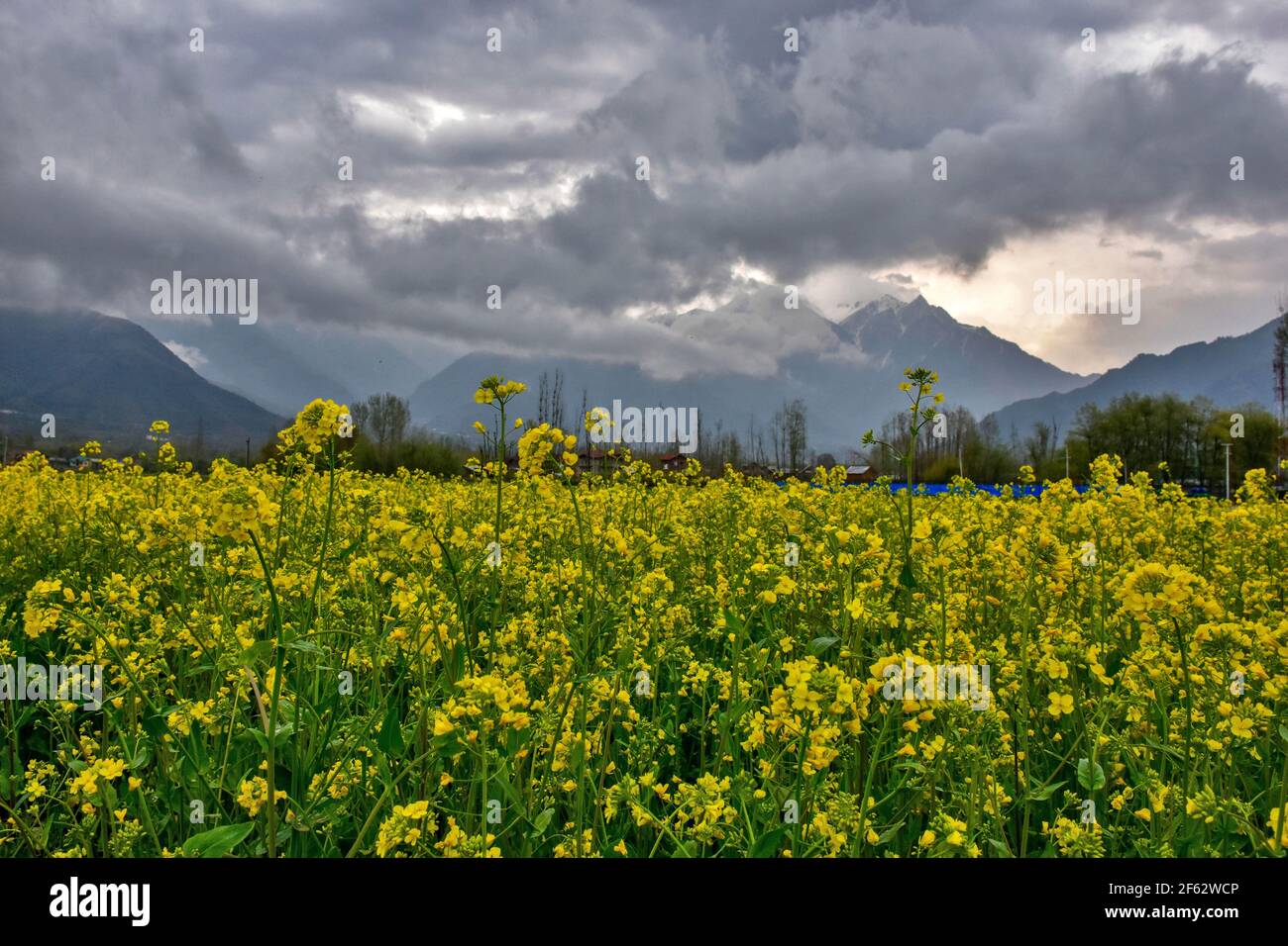 Srinagar, Indien. März 2021, 29th. Wolken schweben über den Senffeldern während eines bewölkten Frühlingstages am Stadtrand von Srinagar. Kredit: SOPA Images Limited/Alamy Live Nachrichten Stockfoto