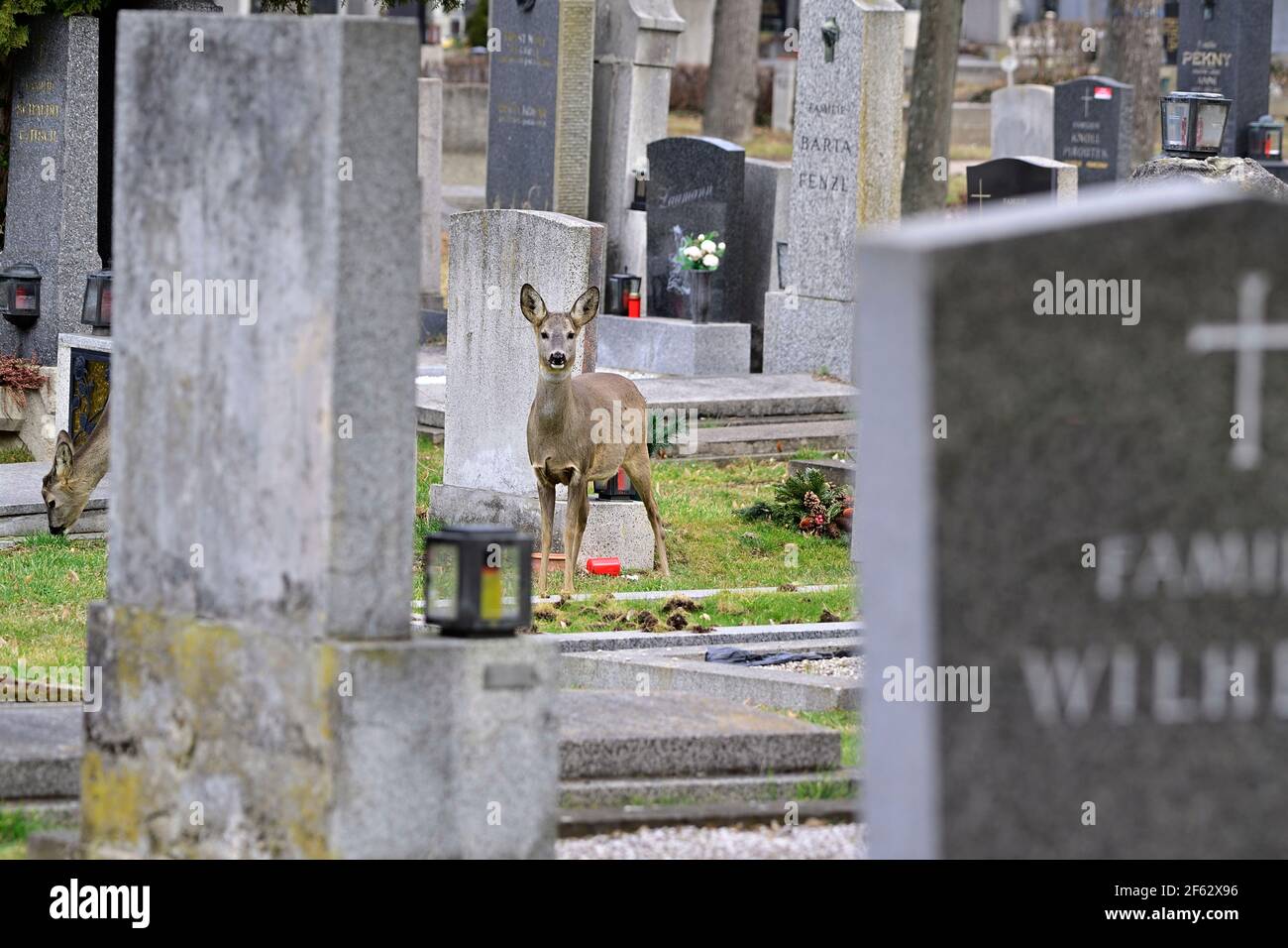 Wien, Österreich. Zentraler Friedhof Wien. Rotwild (Capreolus capreolus). Stockfoto