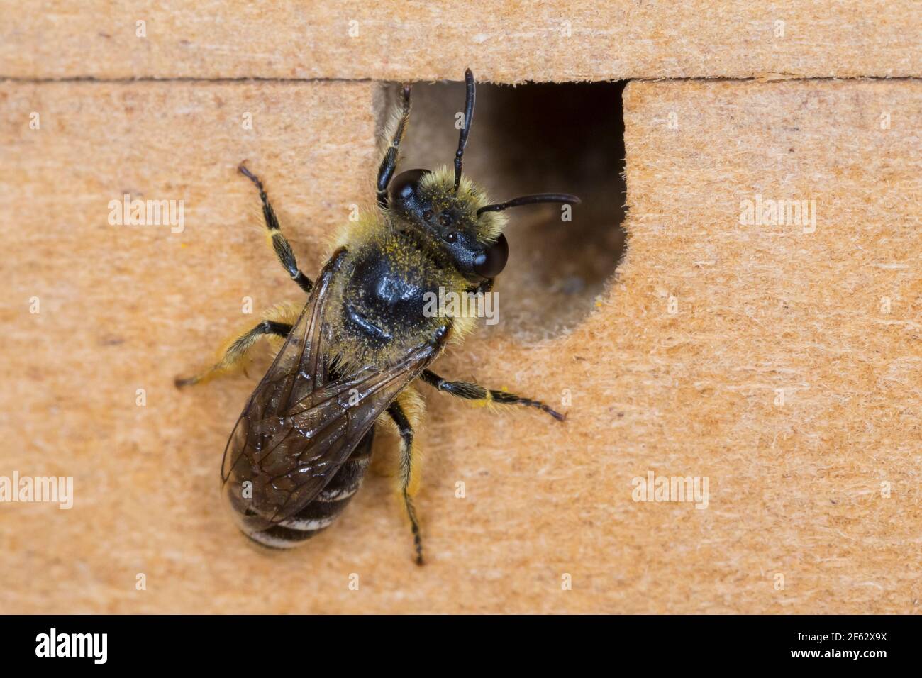 Seidenbiene, Gemeine Seidenbiene, Buckel-Seidenbiene, Buckelseidenbiene, Weibchen, am Loch in einer Insekten-Nisthilfe, Colletes daviesanus, Davies' C Stockfoto