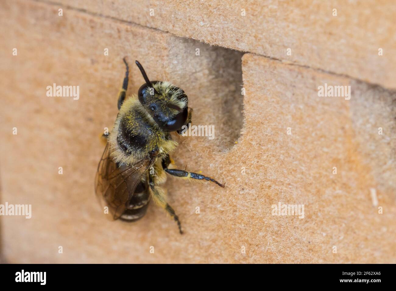 Seidenbiene, Gemeine Seidenbiene, Buckel-Seidenbiene, Buckelseidenbiene, Weibchen, am Loch in einer Insekten-Nisthilfe, Colletes daviesanus, Davies' C Stockfoto