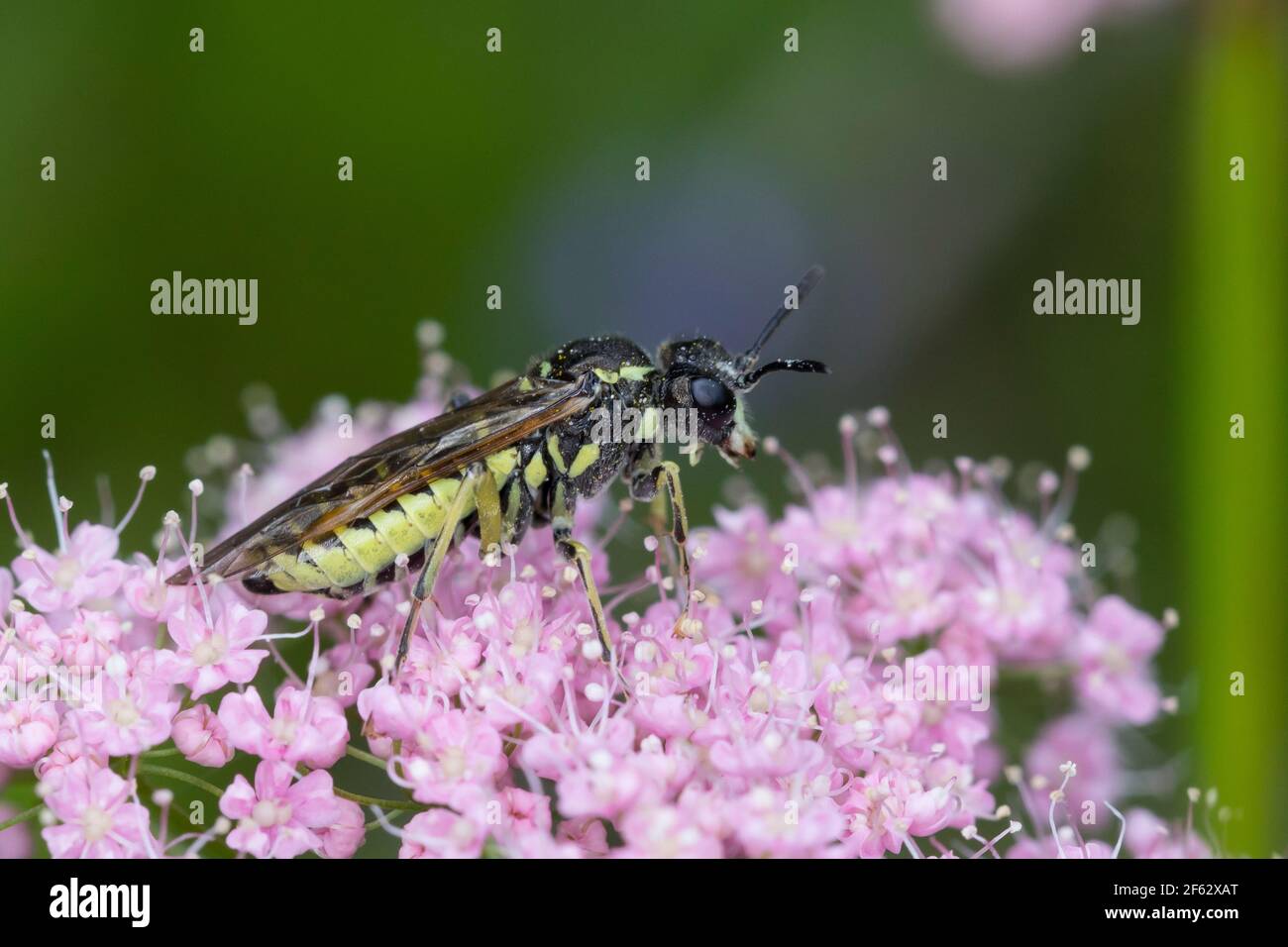 Blattwespe, Tendredo spec., Sägeblattfliege, Österreich, Kärnten Stockfoto